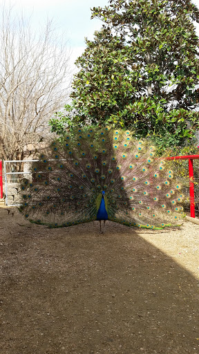 Zoo «Animal World & Snake Farm Zoo», reviews and photos, 5640 Interstate 35 Frontage Rd, New Braunfels, TX 78132, USA