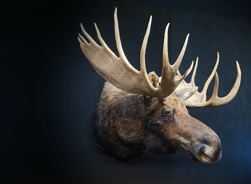 Taxidermist «HighPoint Taxidermy And Outfutters», reviews and photos, 14860 OH-13, Thornville, OH 43076, USA