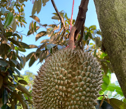 ทุเรียนนนท์ สวนพ่อดำ-บางกร่าง photo