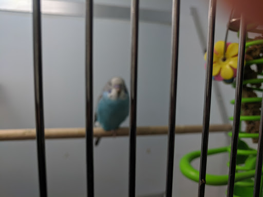 Pet Supply Store «Pet Supplies Plus», reviews and photos, 1240 Seminole Trail, Charlottesville, VA 22901, USA