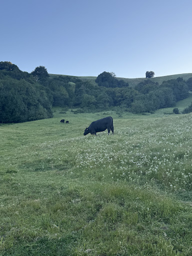 Las Trampas Elderberry Trailhead