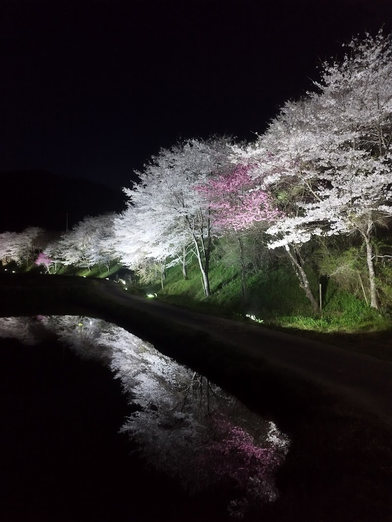 小川宮下の桜