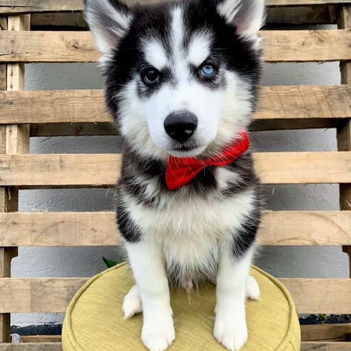 Dog Breeder «Playful Pets», reviews and photos, 115 Ridge Pike, Conshohocken, PA 19428, USA