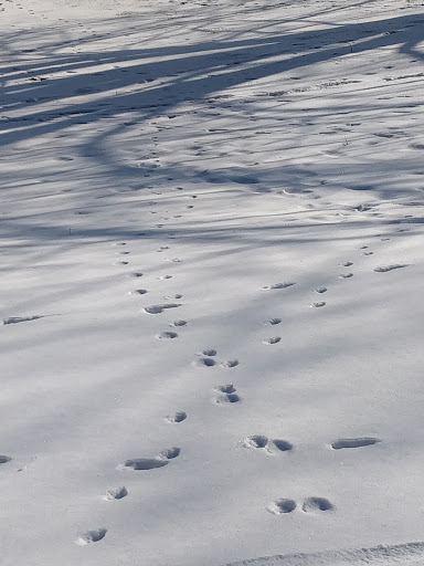 Nature Preserve «Cook County Forest Preserve», reviews and photos, 1700 N Quentin Rd, Palatine, IL 60074, USA