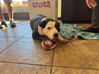 Pet2Vets - Pet Taxi and Pet Shipping - Photo 6 - Car repair in , Glendale