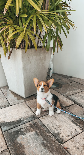 Pet Store «Petland», reviews and photos, 415 Mary Esther Cut Off NW G, Fort Walton Beach, FL 32548, USA