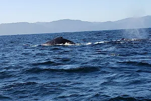 Oceanfriendly Whale Watching Tours image