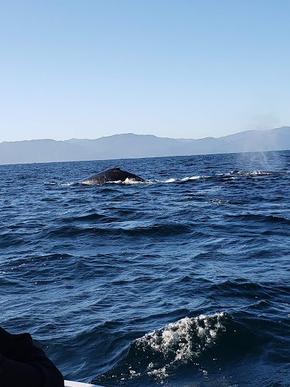 Oceanfriendly Whale Watching Tours