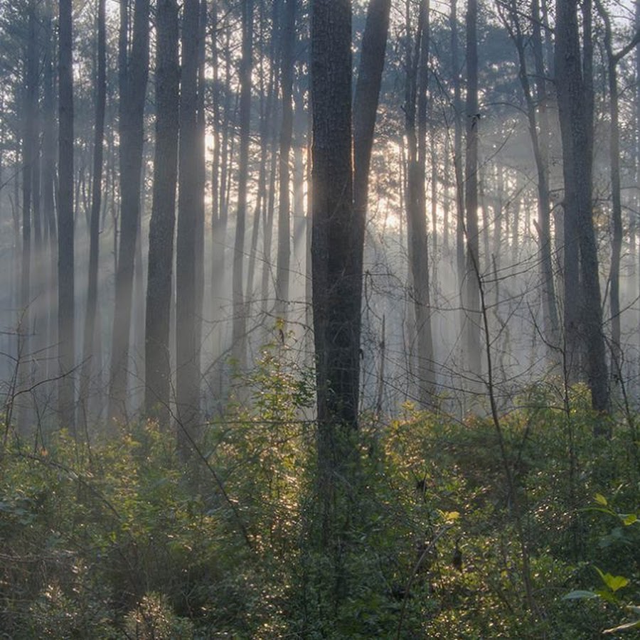 Sam Houston National Forest