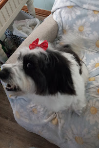 Planet Dog Luxury Spa - Photo 8 - Car repair in Palm Bay, FL, Palm Bay