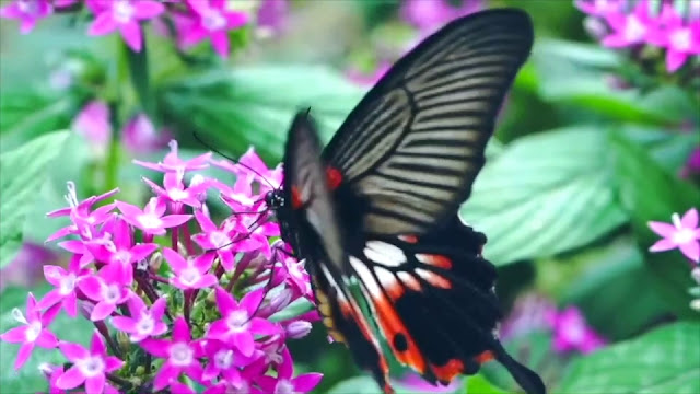 Centre d'Educació Infantil Balears