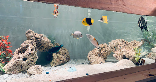 Interior Ocean Designs Aquarium Tropical Fish Store on E Hartsdale Ave image 8