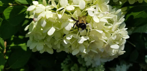 Science Academy «The Living Arts & Science Center», reviews and photos, 362 N Martin Luther King Blvd, Lexington, KY 40508, USA