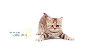 Tierarzt - Kleintierpraxis Gelbe Pfote AG