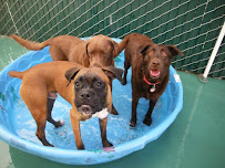 Tyson Kennels - Photo 2 - Car repair in Menlo Park, CA, Hayward