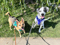 Namastay With Your Pet LLC - Photo 8 - Car repair in , Thornton