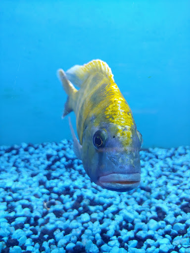 Pet Store «Exotic Fish & Pets», reviews and photos, 3272 N 5th Street Hwy, Reading, PA 19605, USA