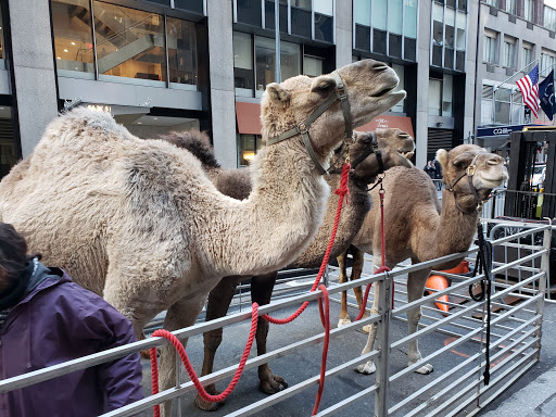Performing Arts Theater «Radio City Music Hall», reviews and photos, 1260 6th Ave, New York, NY 10020, USA