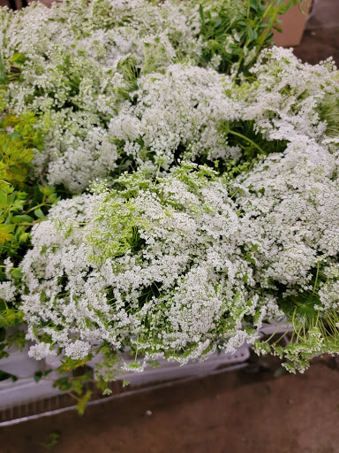 Florist «Botanica Wholesale Florist», reviews and photos, 3208 International Pl, Irving, TX 75062, USA