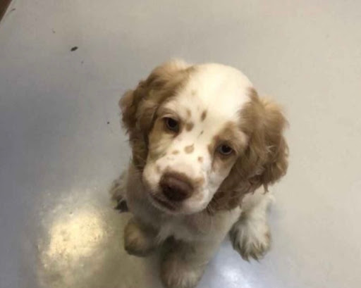 Pet Store «Pet Express», reviews and photos, 100 Independence Way, Danvers, MA 01923, USA