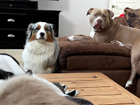 Page's Healthy Paws - Photo 9 - Car repair in Lake Zurich, IL, Elgin