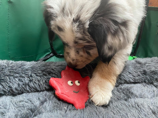 Pet Supply Store «Pickering Valley Feed & Farm Store», reviews and photos, 305 Gordon Dr, Exton, PA 19341, USA