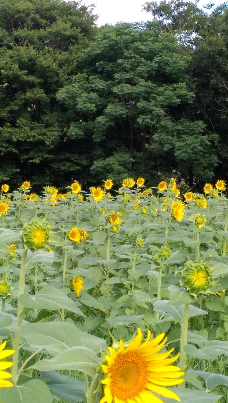 五郎菜の花まつり