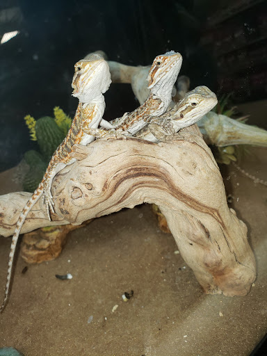 Pet Supply Store «PetSmart», reviews and photos, 3780 Riverchase Village #300, Hoover, AL 35244, USA