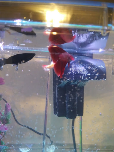 Pet Supply Store «PetSmart», reviews and photos, 10625 N Oracle Rd, Oro Valley, AZ 85737, USA