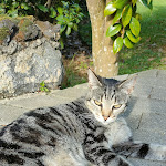 Photo n°2 de l'avis de Cristina.u fait le 31/08/2023 à 13:25 sur le  Quinta de Santana à Rabo de Peixe