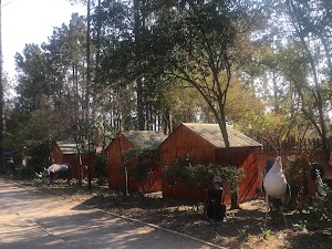 Pine Forest Pre-Primary School - photo 1