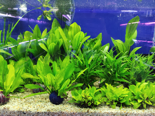 Top 2 cửa hàng cá kiểng Huyện A Lưới Thừa Thiên Huế 2022