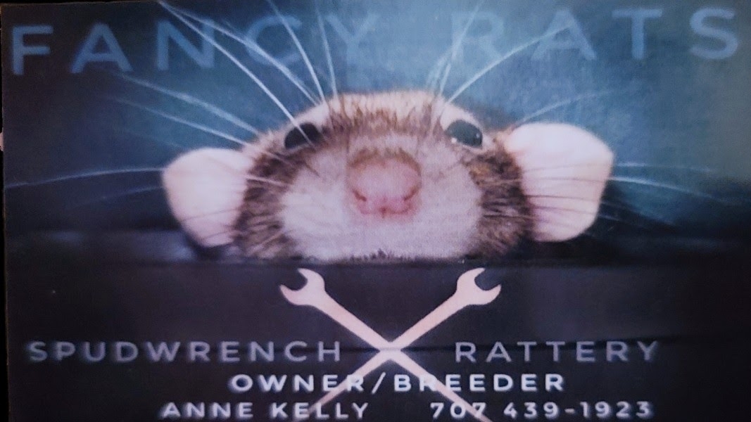 Spudwrench Rattery And Rodent Rescue