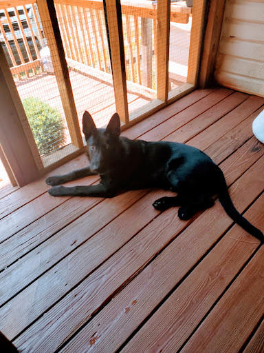 Vale Veterinary Hospital: Matthews Melissa DVM image