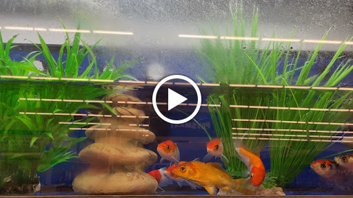 Pet Supply Store «PetSmart», reviews and photos, 8219 S John Young Pkwy, Orlando, FL 32819, USA