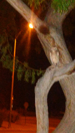 Park «Goynes Park», reviews and photos, 3909 W Washburn Rd, North Las Vegas, NV 89031, USA