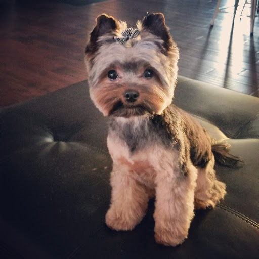 Pet Groomer «Pampered Pet Dog Grooming Shop», reviews and photos, 711 Pleasant St, Paxton, MA 01612, USA