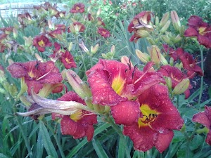 Wellfield Botanic Gardens - photo 85