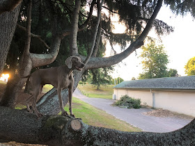 Hamilton Dog Obedience Club