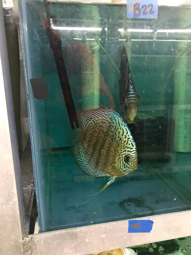 Tropical Fish Store «Jack Wattley Discus», reviews and photos, 6944 NE 4th Ave, Miami, FL 33138, USA