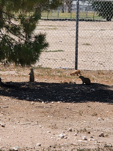 Wildlife Park «Prairie Dog Town», reviews and photos, MacKenzie Park Rd, Lubbock, TX 79401, USA