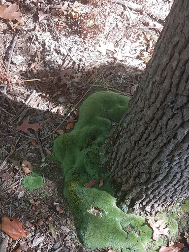 Nature Preserve «Tom S Cooperrider-Kent Bog State Nature Preserve», reviews and photos, 1028 Meloy Rd, Kent, OH 44240, USA