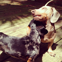 Task For Tails: Dog Walking, Pet Sitting, Errands - Photo 1 - Car repair in , Charleston