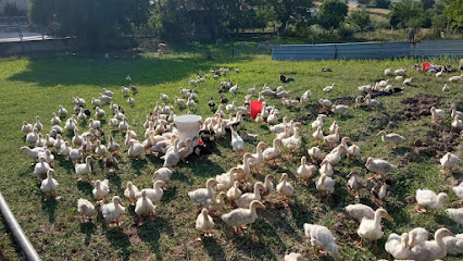 İstanbul Tavuk Çiftliği