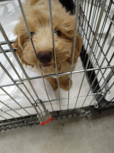 Pet Store «Pet World - Auburndale», reviews and photos, 3637 Havendale Blvd, Auburndale, FL 33823, USA