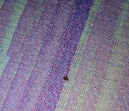 Hotel Suite Guerrero photo