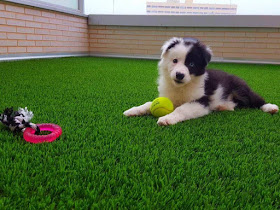 K9 Artificial Grass Cheshire