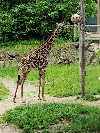 Zoo «Cincinnati Zoo & Botanical Garden», reviews and photos, 3400 Vine St, Cincinnati, OH 45220, USA