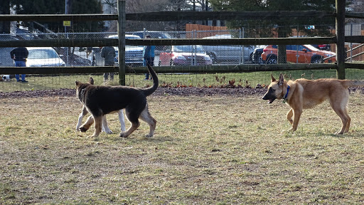 Dog Trainer «Awesome Dawgs Dog Training LLC», reviews and photos, 3052 Pricetown Rd, Temple, PA 19560, USA