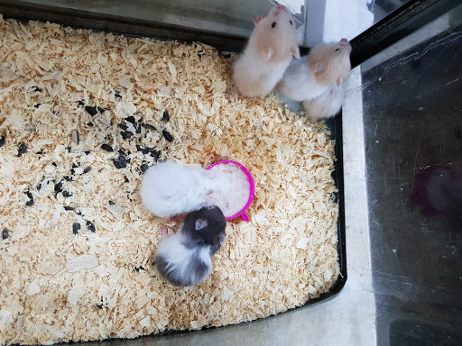Places to buy a hamster in Delhi